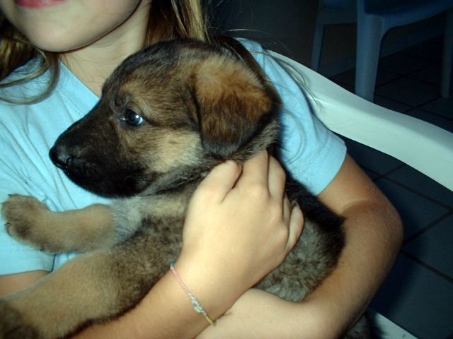 adopté un perrito de la calle