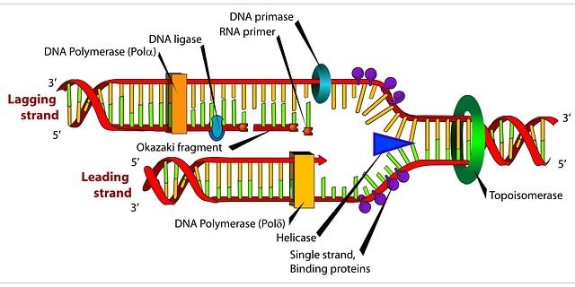 Alteraciones en el genoma humano para tratar enfermedades.
