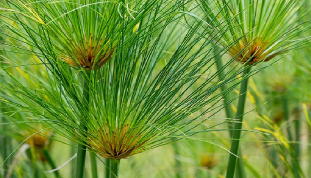 Invención del papiro