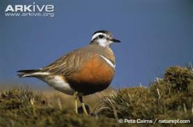 Sex-reversed plumage??