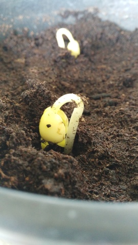 1er artículo de melatonina y plantas. Jackson,W.T. Regulation of mitosis II. Interaction of isopropyl N-phenylcarbonate and melatonin