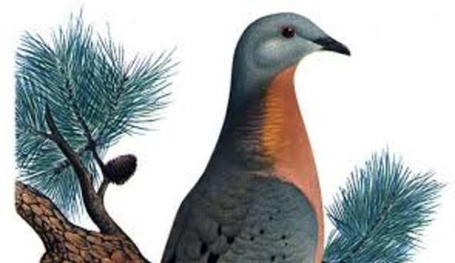 The passenger pigeon becomes extinct