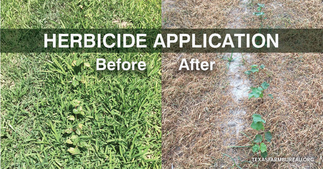 First Weed and Insect Resistant