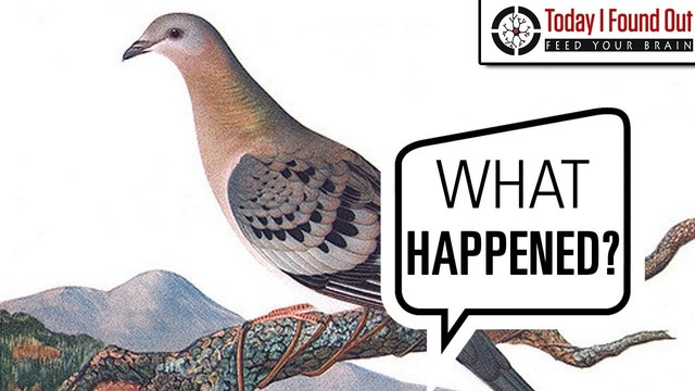 The Passenger Pigeon Becomes extinct