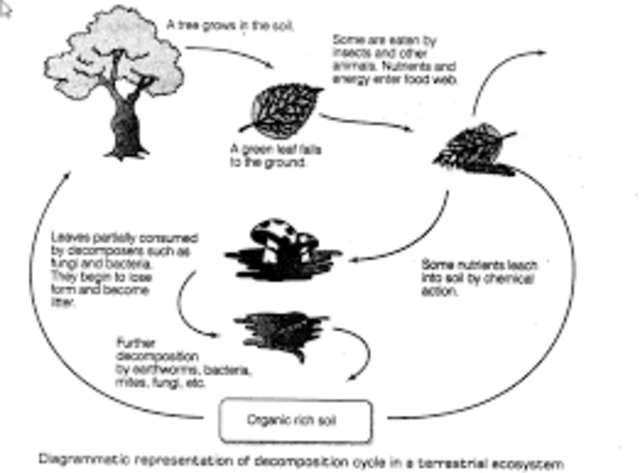 decomposition in biology