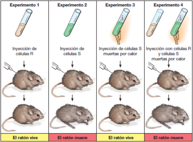 El ADN es la clave de la información hereditaria