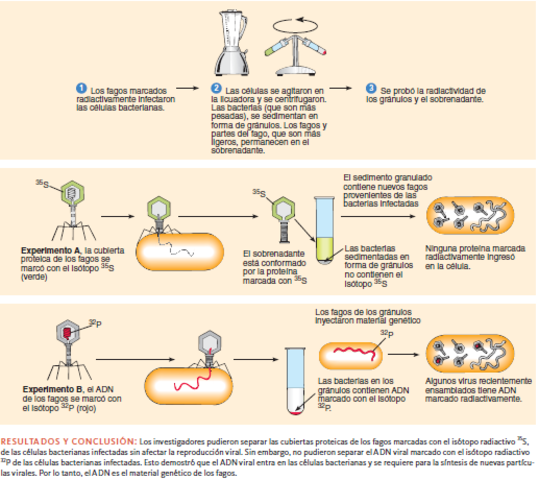 El ADN es el material genético de los virus Bacterianos
