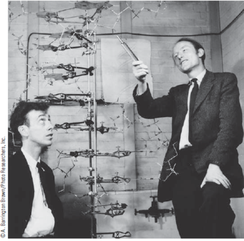 EL MODELO DE LA DOBLE HELICE