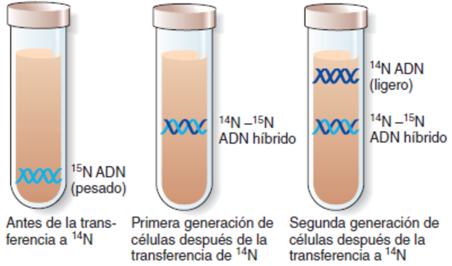 ¿Cómo se replica el ADN?