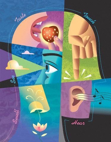 Las funciones de los sentidos se dan gracias al sistema nervioso