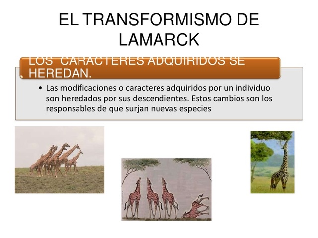 Postura de Lamarck II