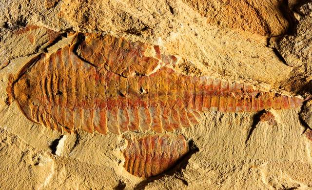 El primer cerebro hace 250 millones de años