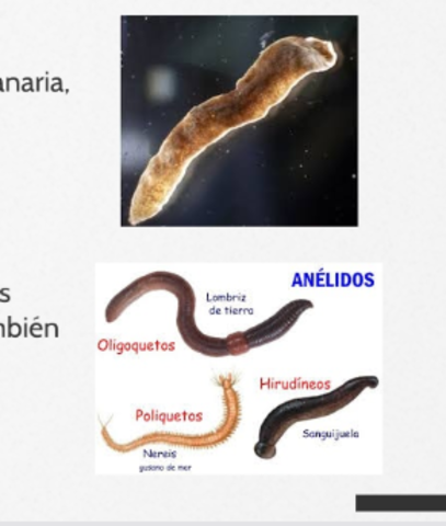 Dos tipos de organización nerviosa