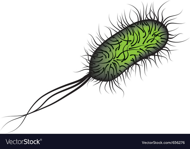 Bacteria escherichia coli