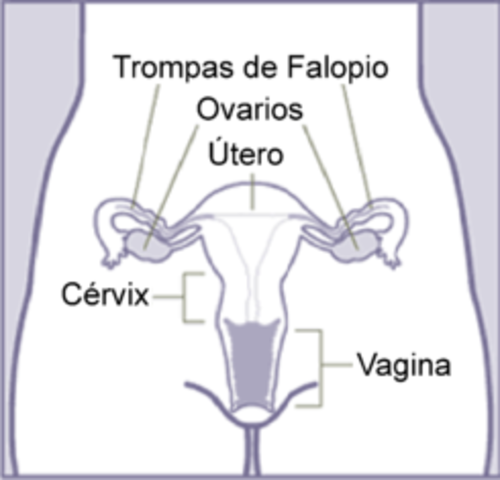 CICLO MESTRUAL