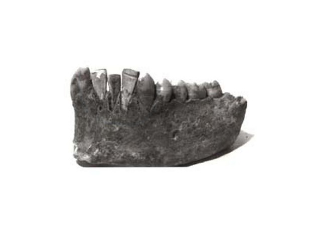 Implantes dentales en la tribu maya