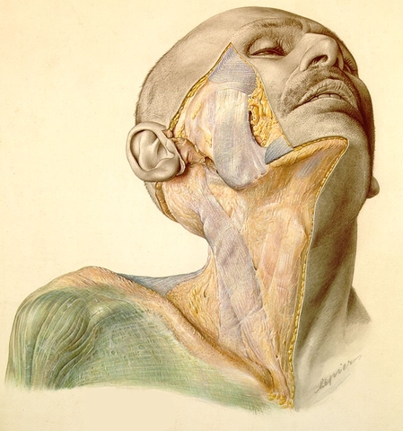 Primeras cirugías maxilofaciales