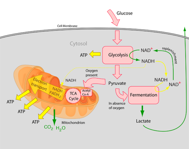 cellular respiration