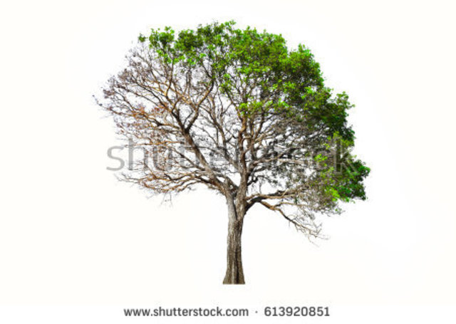 Tragic Times For the Magical tree and the dinosaurs