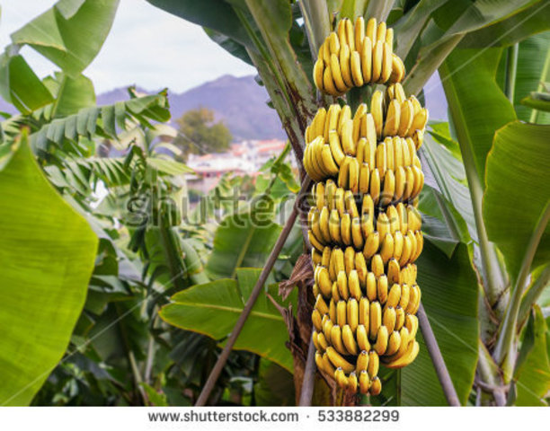 banana trees everywhere