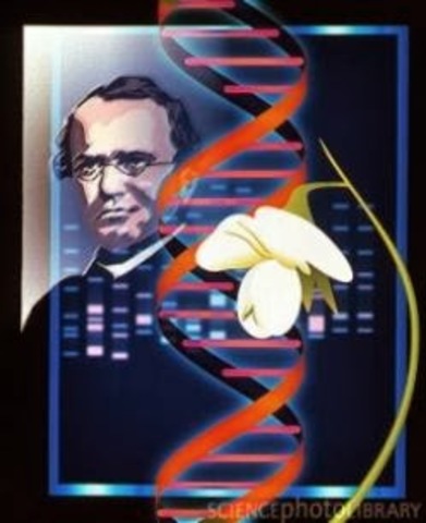 REGLAS DE LA HERENCIA