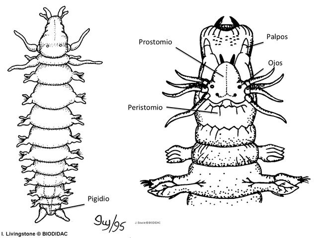 Sistema nervioso ganglionar