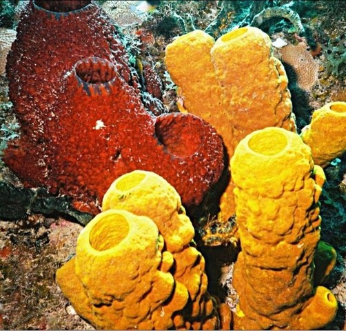 El surgimiento del sistema nervioso