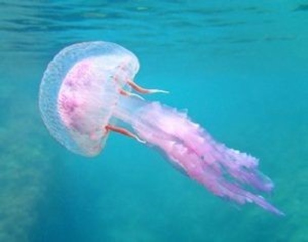 El surgimiento de las primeras neuronas