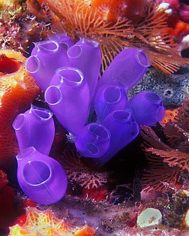 El surgimiento de la primera agrupación neuronal