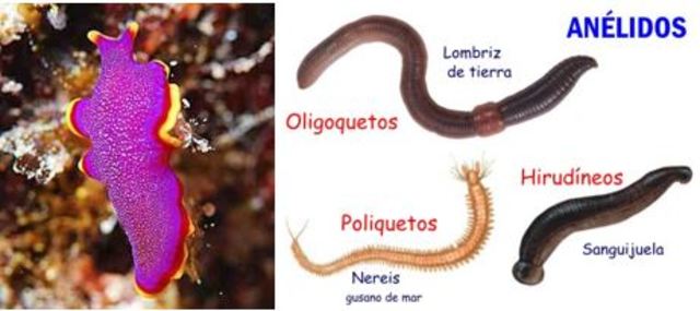 La aparición de al menos dos tipos de organización nerviosa