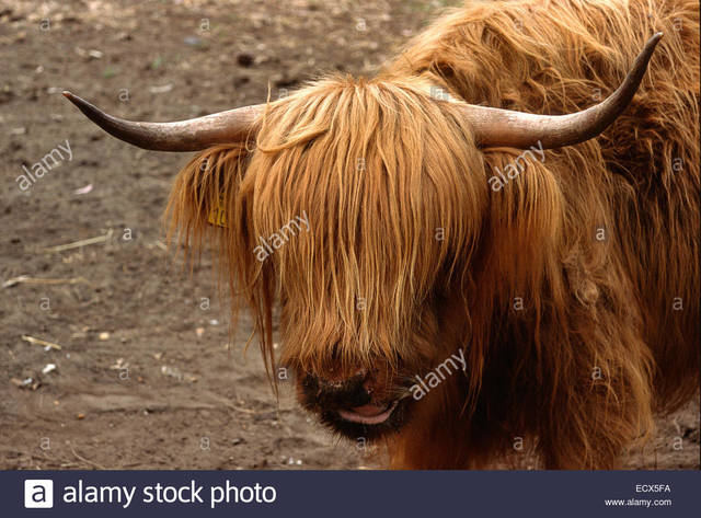 GRECIA(Ganado Bos bovidae)