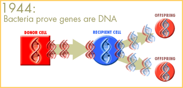 DNA identificado como el compuesto que permite la herencia