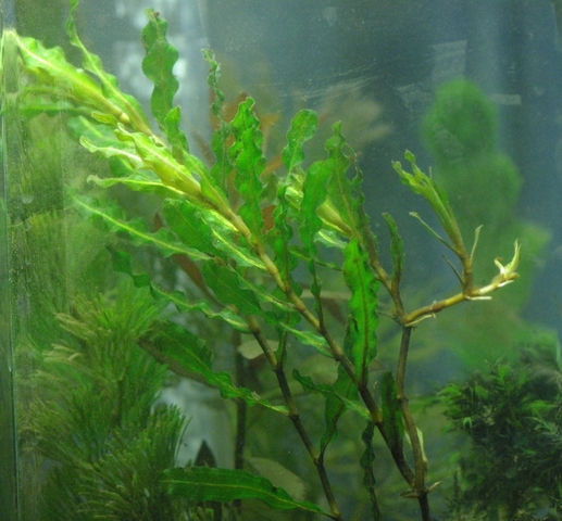 Development of Stems