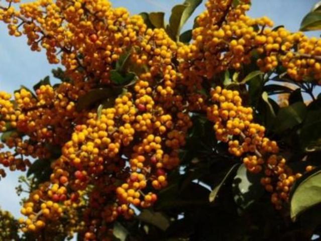 Development of Seeds