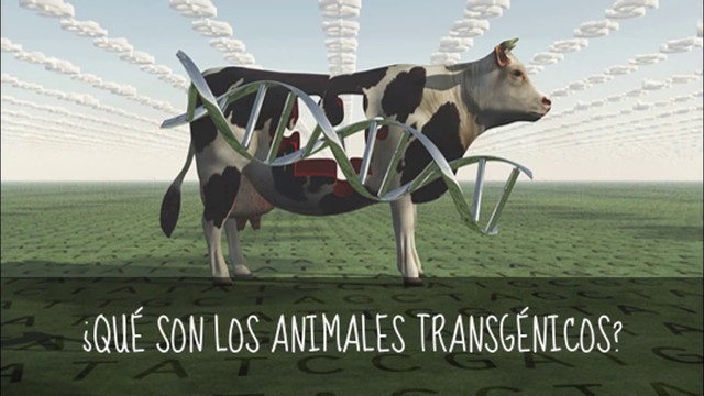 Animales Transgenicos