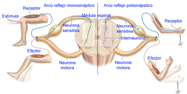 Descubrimiento de impulsos sensitivos y motores