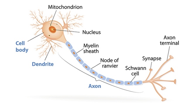 Postulación de la estructura de la neurona