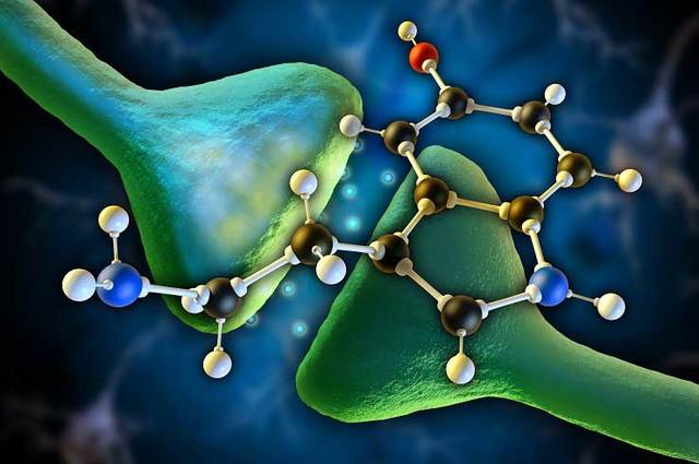 Aparición de las neuronas