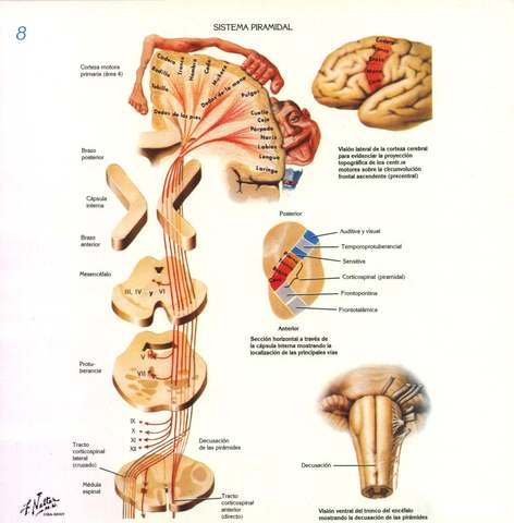 Estimulación eléctrica como método para comprender la fisiología cerebral