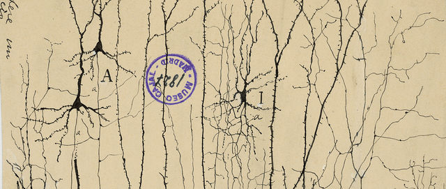 Santiago Ramón y Cajal comprueba experimento de Golgi