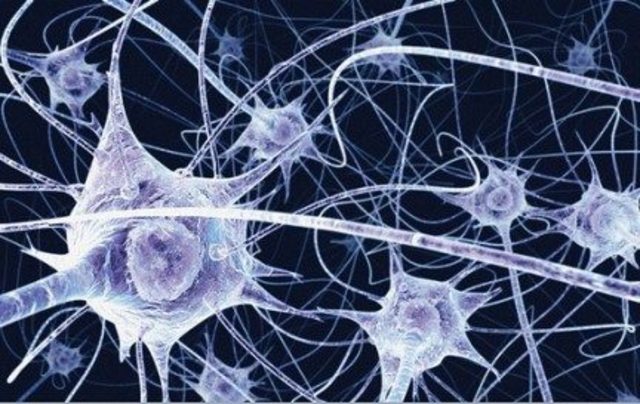 Neuronas y sus conexiones