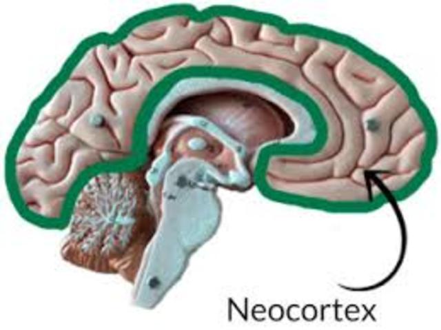 Aumento del Neocórtex