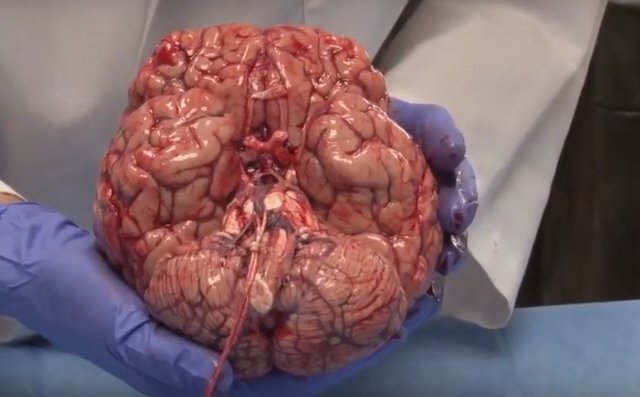 Neurotransmisores en animales