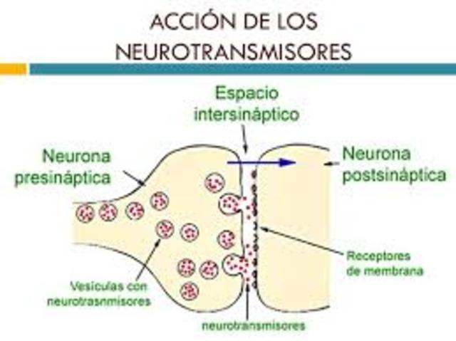 Existencia de los neurotransmisores