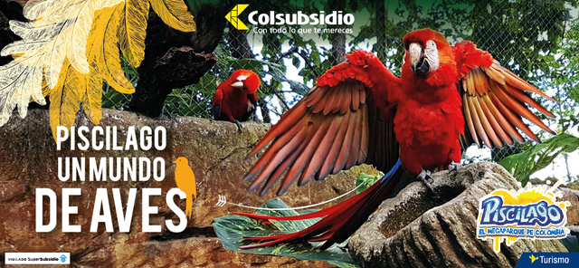 JORNADA DE AVES EN PISCILAGO