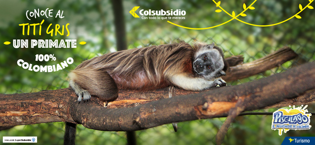 En Piscilago conservamos el titi gris