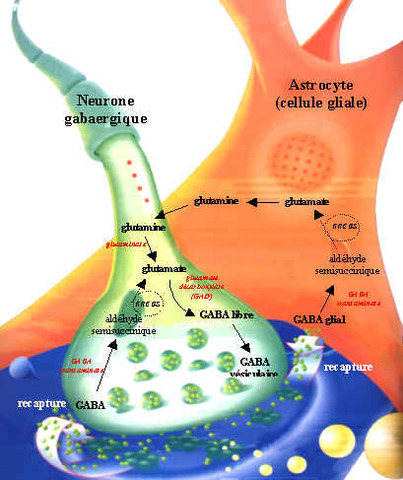 Mecanismo regulador de neurotransmisores
