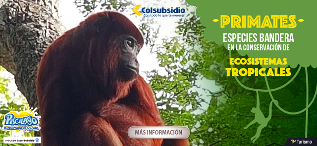 La conservación de los primates