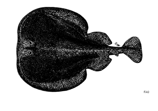 Mundo Antiguo surgimiento de la electroterapia