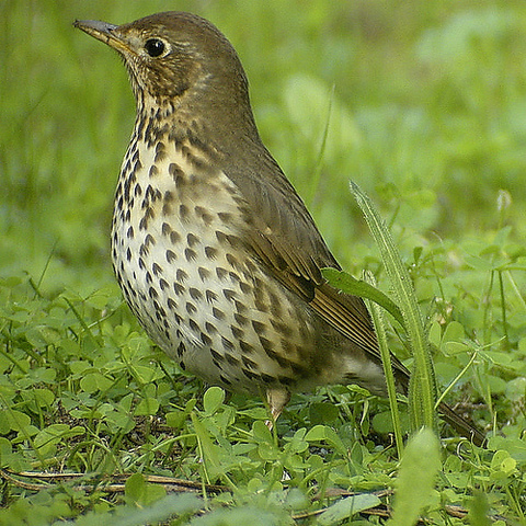 TAXONOMÍA BIOLÓGICA MODERNA